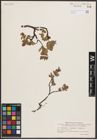 Foto von Salix herbacea L. x Salix lapponum L. x Salix polaris Wahlenb.